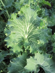 Kale