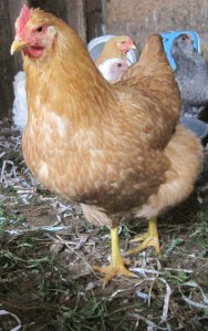 Laying hen with weeds November 5, 2011