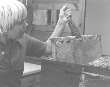 Photo of removing a full frame of honey from the bee box