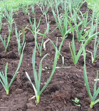 Garlic April 14