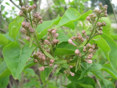 Beauty of Moscow lilac buds April 14