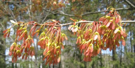 Maple seeds on the tree in Grandma and Grandpa's yard
