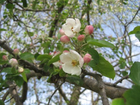 Apple blossoms