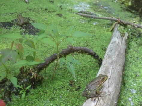Married frogs, as distinguished by completely different focuses