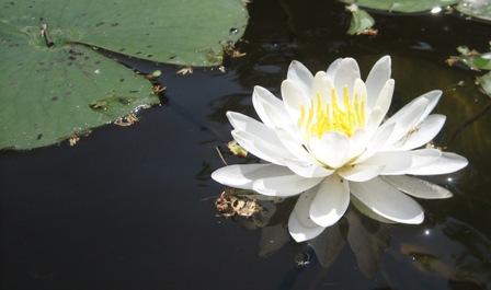 Water lily
