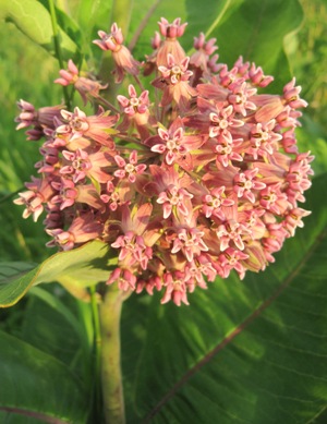 More milkweed