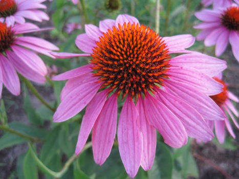 Purple cone flower