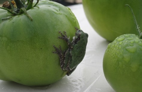 Tomato frog, August 11
