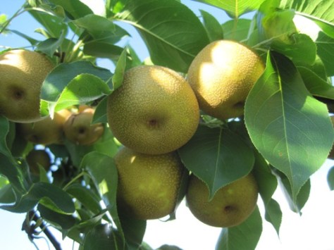 Asian pears
