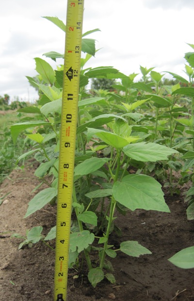 Hibiscus with compost
