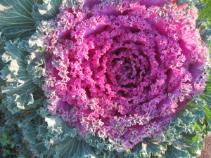 Pretty kale that has nothing to do with chili October 16, 2014
