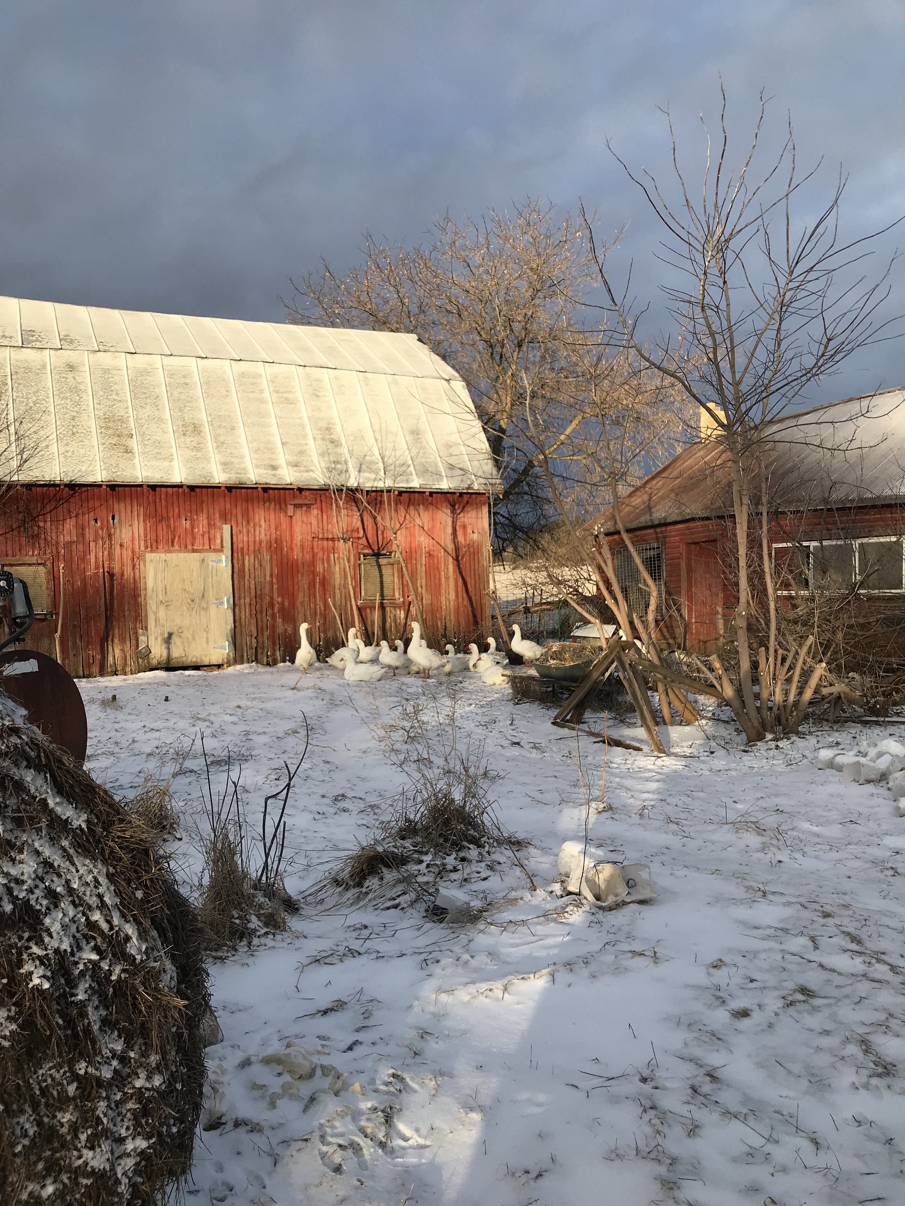 Old farm buildings on a winter day with snow and geese