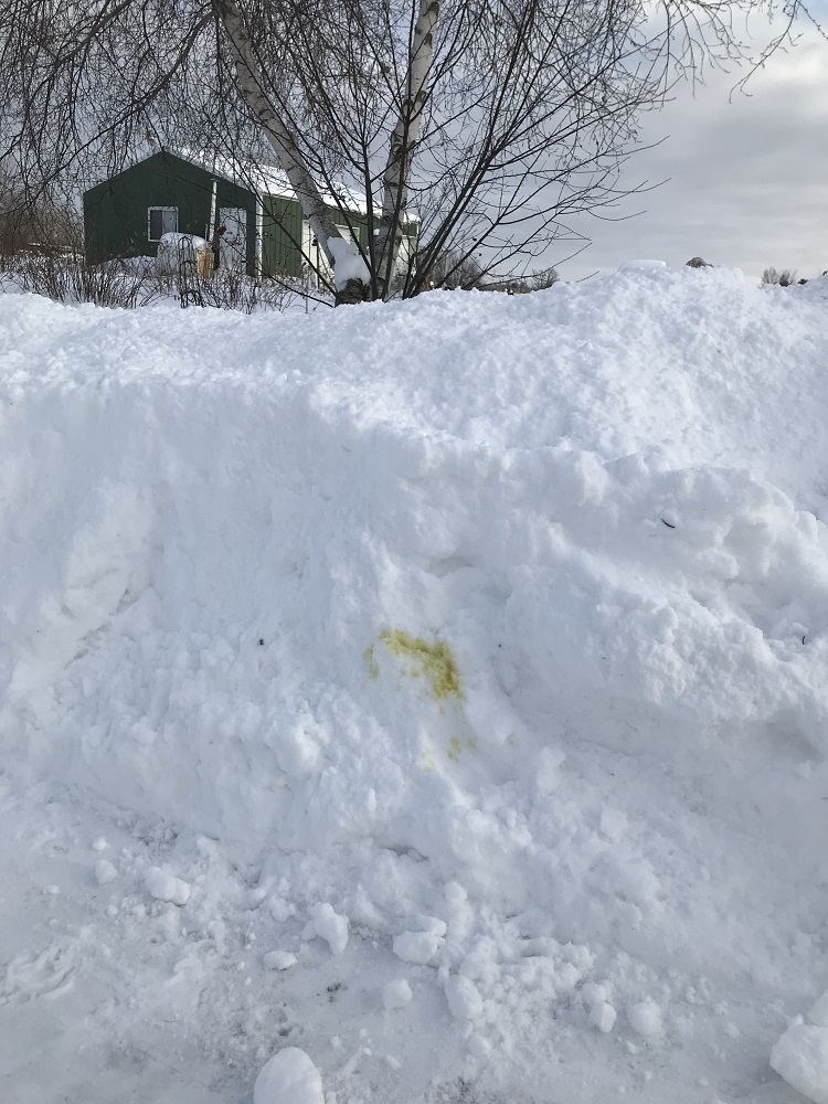 Photo of snow pile with dog urine on it